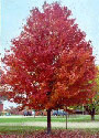 Trees Plus is located in New Prague Minnesota and sells and installs trees within a 50 mile radius of New Prague.
