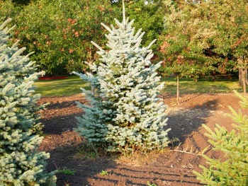 Trees Plus grows and sells Colorado Spruce trees.