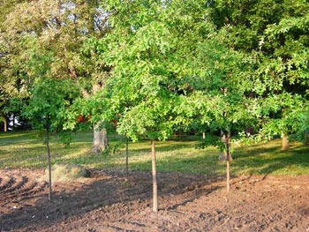 Trees Plus grows and sells Red Oak trees.