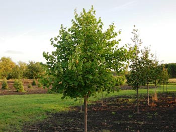 Trees Plus grows and sells Greenspire Linden trees.