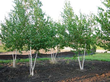 Trees Plus grows and sells Whitespire Birch trees.