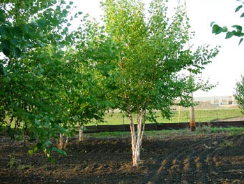 Trees Plus grows and sells River Birch trees.