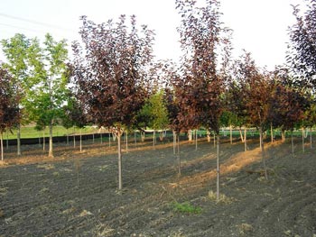 Trees Plus grows and sells Canada Red Cherry trees.